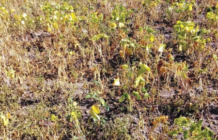 Estiagem já provocou prejuízos de R$ 407 milhões em lavouras e pecuária, em São Lourenço do Sul, conforme levantamento da EMATER