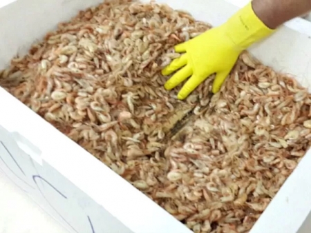 Expectativa é pessimista para safra de camarão