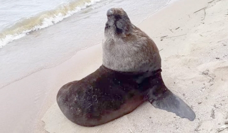 Leão marinho foi visto no Laranjal