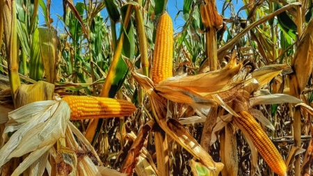 Pedidos para o Programa Troca-Troca de Sementes são aceitos a partir desta segunda (10)