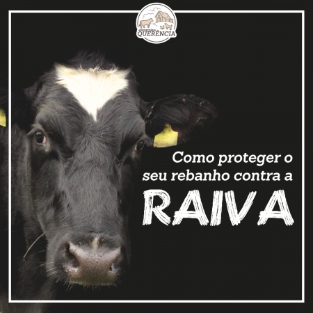 Raiva Bovina: Vacinar o rebanho é a melhor forma de prevenção