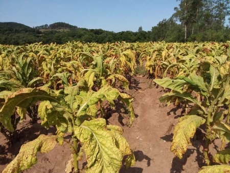 Elevado número de produtores rurais lourencianos atingidos pela estiagem buscam desconto de até 35,2% nos financiamentos