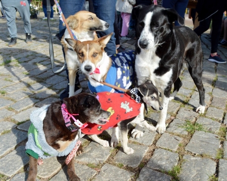 Hoje tem feira de adoção de animais na praça Dedê Serpa