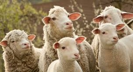 Rota do Cordeiro de São Lourenço do Sul agora possui Roteiro Turístico  