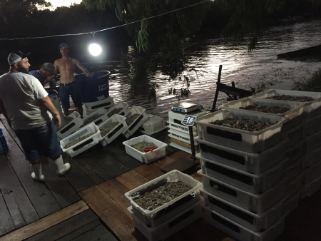 Com preços de R$ 10 a R$ 40 reais início da safra do camarão é animadora em São Lourenço do Sul