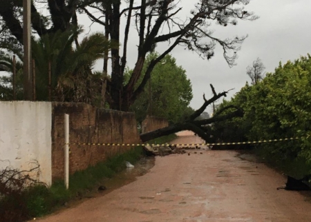 Árvore tombou em cima do muro da Soc. Recreativa Sete de Setembro e interrompeu o trânsito da rua 25 de Julho