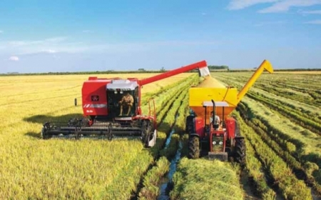Lavouras de arroz vão reduzir em 20% em São Lourenço do Sul