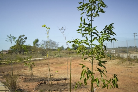 Prefeitura realiza plantio de 60 árvores no bairro Camponesa