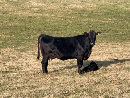 2ª Etapa de vacinação contra a febre aftosa: Agropecuária Querência comercializa vacina e disponibiliza atendimento durante a Campanha