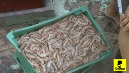 Tempo seco é esperança de safra de camarão