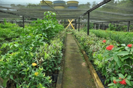 Emater e Administração Municipal realizam campanha para aquisição de mudas de plantas frutíferas, ornamentais e florestais