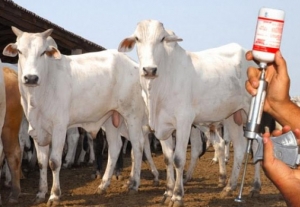 Preocupa a possivel falta de vacinas contra Aftosa