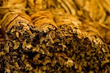 Mais de 90% da safra de tabaco está comercializada