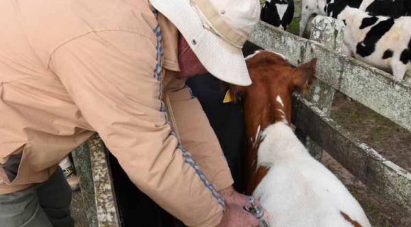 Primeira etapa da vacinação contra aftosa começa dia 1º de maio