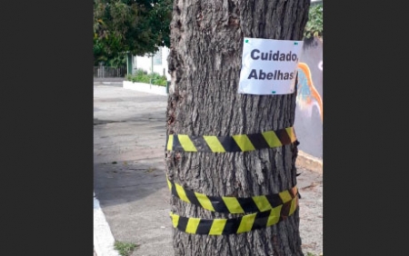 Enxame de abelhas em pleno centro chama atenção de pedestres