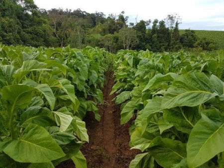 Afubra: estimativa para a safra de tabaco 2020/2021 está em 606 mil toneladas