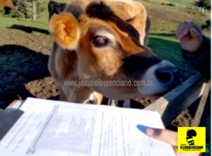 vacinação aftosa em são lourenço do sul