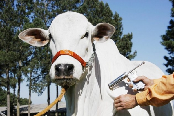 Aftosa: sem multa aos produtores