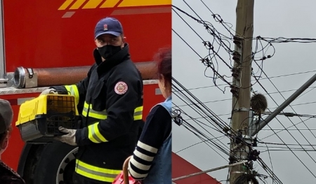 Bombeiros resgataram porco-espinho na fiação elétrica no centro de SLS