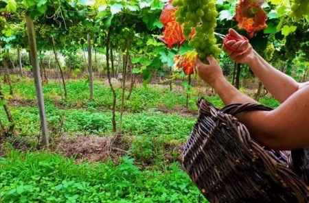 Conheça mais sobre os Vinhedos Fortaleza  