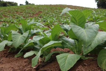 Tabaco: prevista a volta ao Pronaf baixando os juros de 6% para 4%