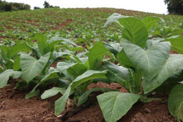 Tabaco: prevista a volta ao Pronaf baixando os juros de 6% para 4%
