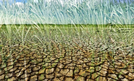 Atingidos pela estiagem ganham prazo para pagar operações do crédito rural