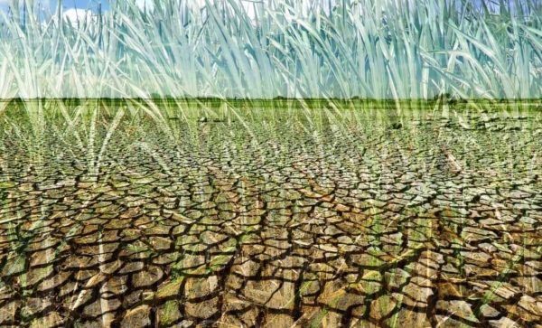 Atingidos pela estiagem ganham prazo para pagar operações do crédito rural