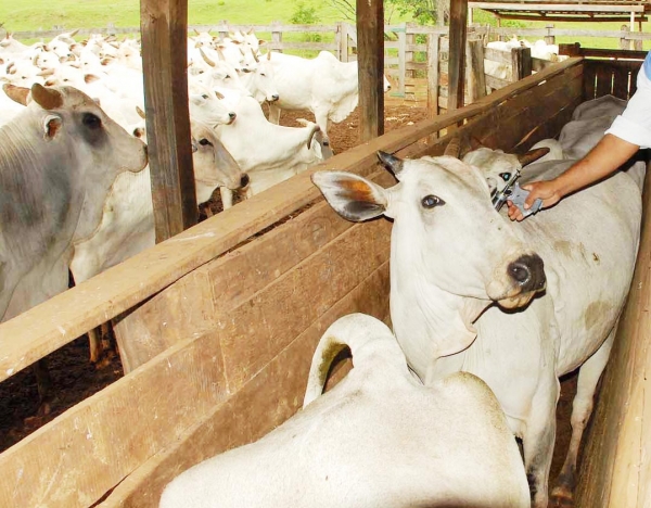 Vacinação contra a febre aftosa é aberta oficialmente no Rio Grande do Sul