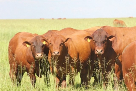 Prazo para declaração anual de rebanho se encerra nesta quarta, dia 30