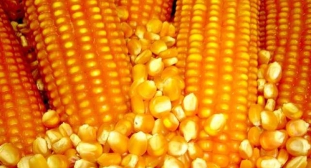 Secretaria da Agricultura anuncia Programa Troca-Troca de Sementes com desconto de 12,5%