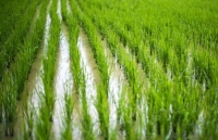 Área plantada de arroz na Safra 2024/2025 deve ter crescimento de 5,3% no Estado