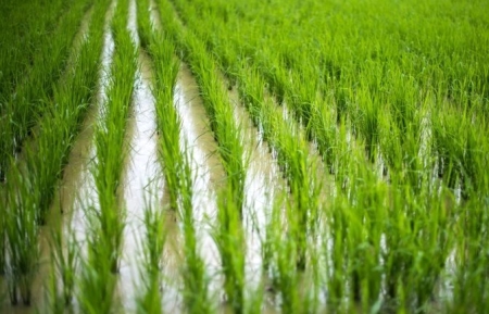 Área plantada de arroz na Safra 2024/2025 deve ter crescimento de 5,3% no Estado