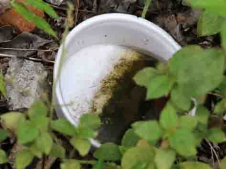 Encontrado novo foco do mosquito Aedes aegypti na Localidade do Coqueiro