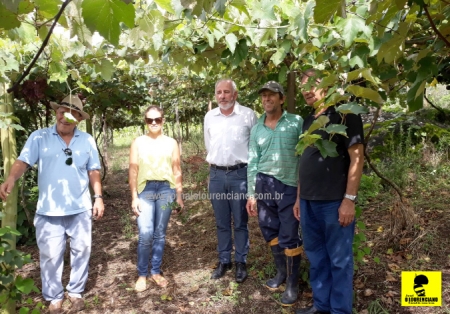 Vitivinicultura em São Lourenço do Sul