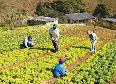 Auxílio para a agricultura familiar  é analisado pelo Congresso