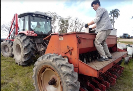 Semeadura de arroz deverá  estar concluída em SLS na próxima semana