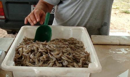 Camarão não chegou ainda na lagoa