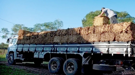 Comercialização da safra do fumo em SLS inicia com dificuldades
