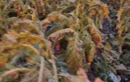 Interior do município registrou queda de granizo durante esta quarta-feira em várias localidades