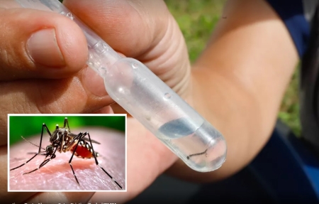 Pelotas registrou o primeiro caso de Dengue neste ano