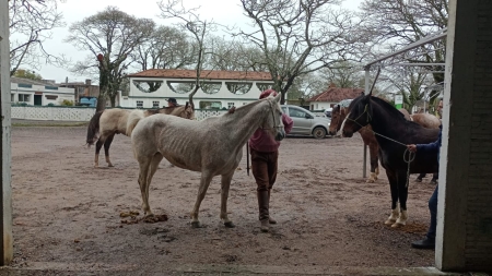 Colocação de pulseiras nos cavalos irá até as 19h desta terça-feira