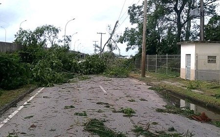 Ecosul registrou dez pontos com árvores caídas durante temporal