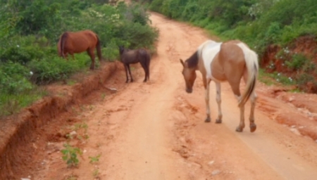 Projeto de Lei do Executivo Municipal pretende disciplinar a presença de animais de grande porte em vias públicas