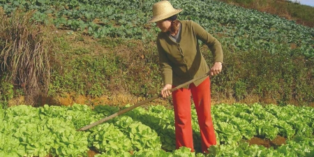 AUXÍLIO: Mulheres agricultoras e que sejam chefes de família terão direito a duas cotas de R$ 600,00