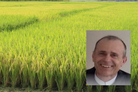 Entrevista com o agrônomo Cléo Soares, do IRGA, sobre a valorização do arroz