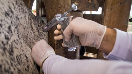 RS conquista classificação de livre de febre aftosa