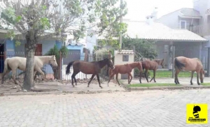 pegador de cavalos são lourenço do sul