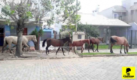Cavalos soltos continuam sendo um problema