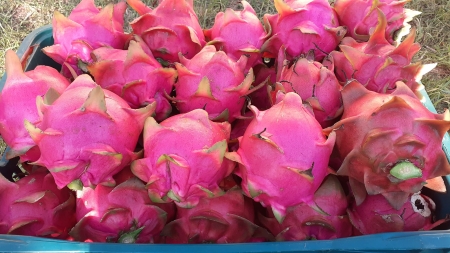 Inicio da Colheita no Sítio Terra da Pitaia no Caminho Pomerano de São Lourenço do Sul